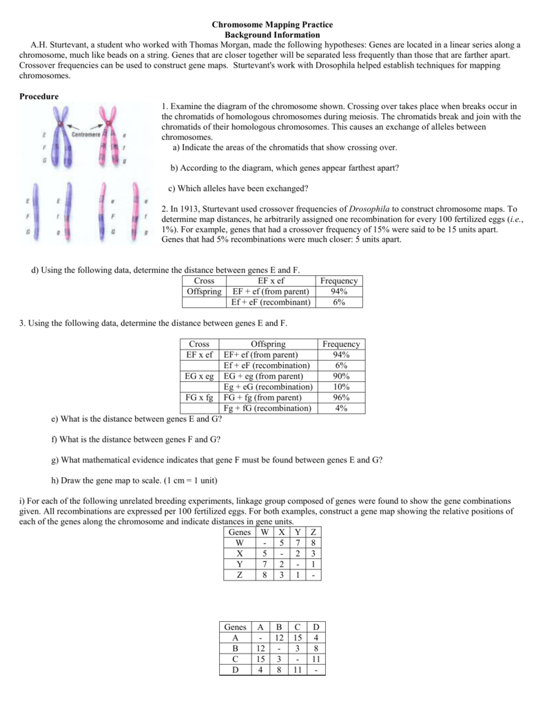 Gene Mapping Worksheet Answer Key Db excel