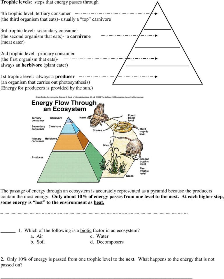 Energy Through Ecosystems Worksheet — db-excel.com