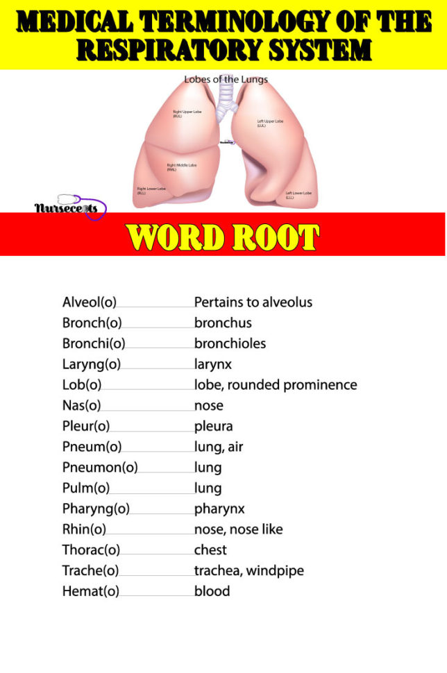 Medical Terminology Of The Respiratory System  Nursecepts