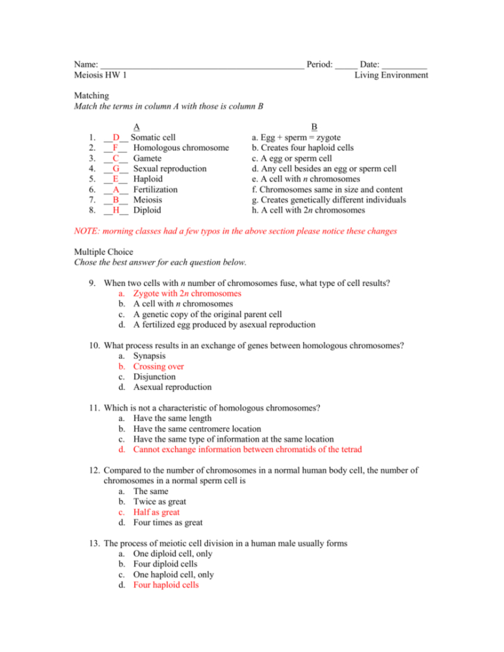 Mitosis Worksheet Matching