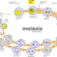 Meiosis I And Meiosis Ii What Is Their Difference  Albertio