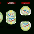 Meiosis I And Meiosis Ii What Is Their Difference  Albertio