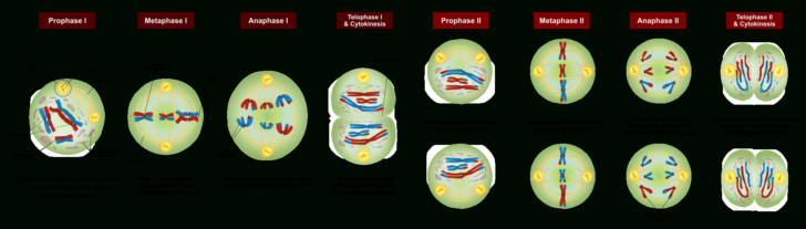 Meiosis 1 And Meiosis 2 Worksheet Answer Key