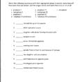 Meiosis Matching Worksheet