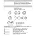 Meiosis Matching Worksheet 18 Best Of Meiosis Worksheet