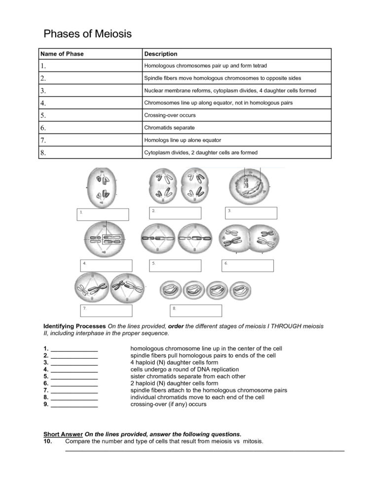 Meiosis Matching Worksheet 18 Best Of Meiosis Worksheet