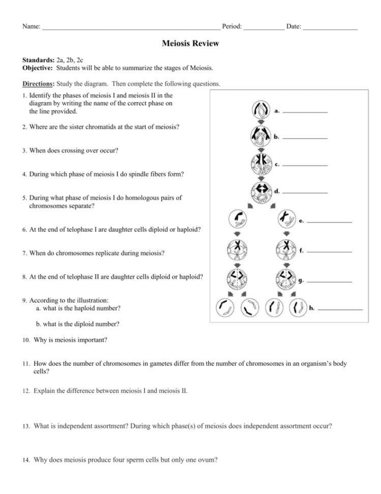 Meiosis Review Ws