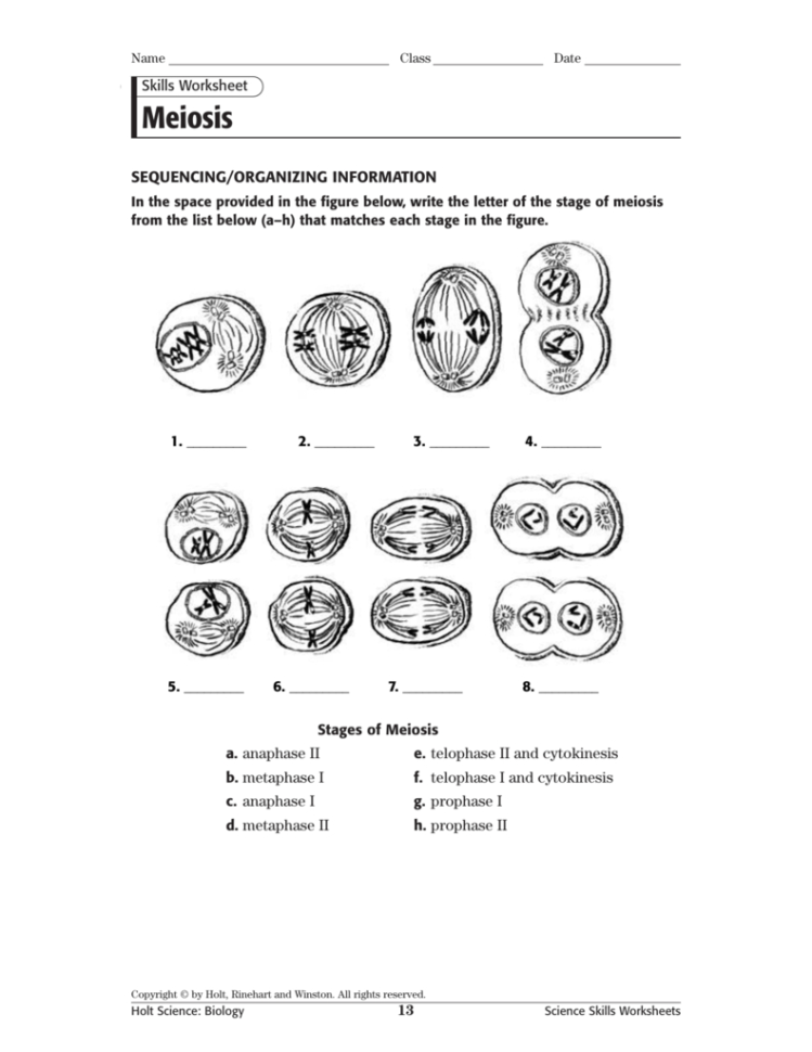 Meiosis Skills Ws