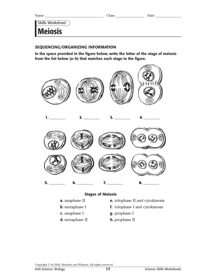 Phases Of Meiosis Worksheet — Db