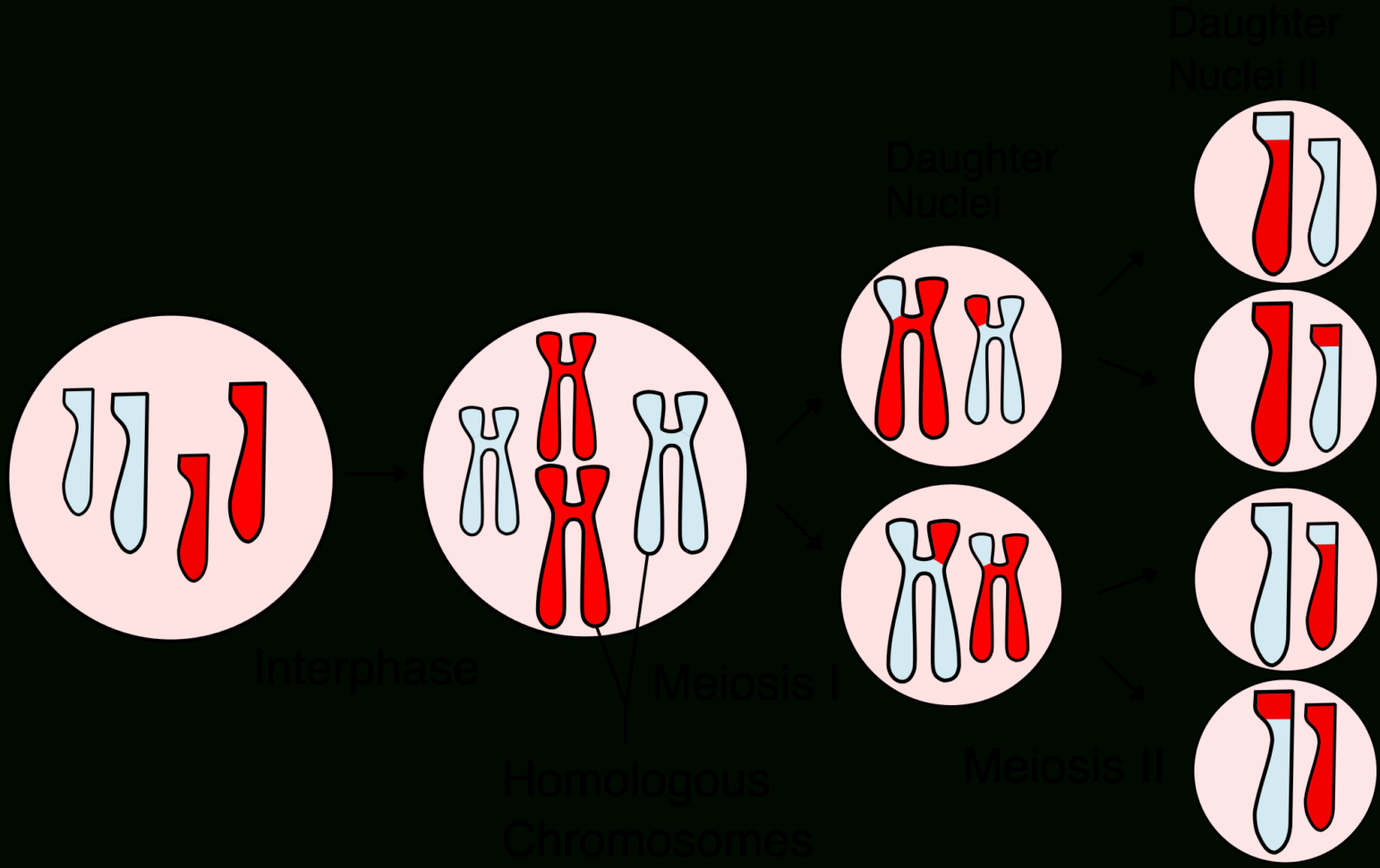 Meiosis  Wikipedia Meiosis  Wikipedia