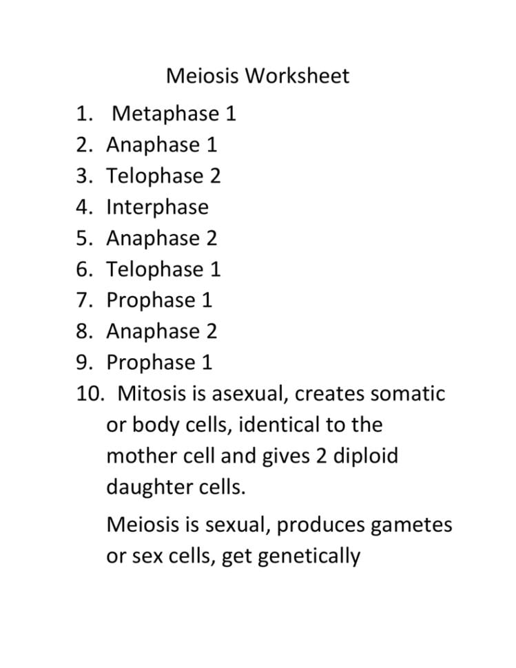 Meiosis Worksheet