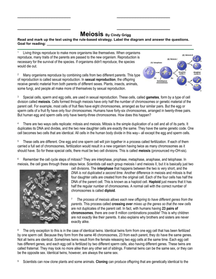 Meiosiscindy Grigg Read And Mark Up The Text Using The Rule