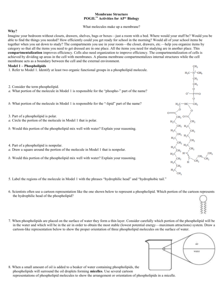 Protein Structure Pogil Worksheet Answers