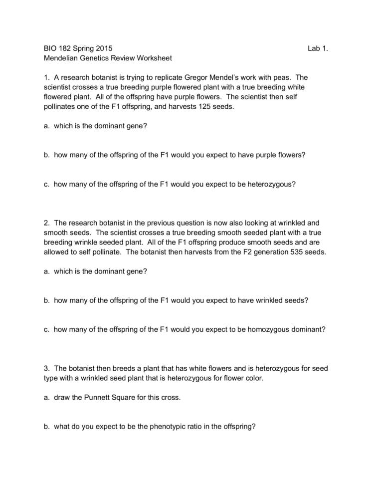 Mendelian Genetics Review Worksheet Pages 1  4  Text