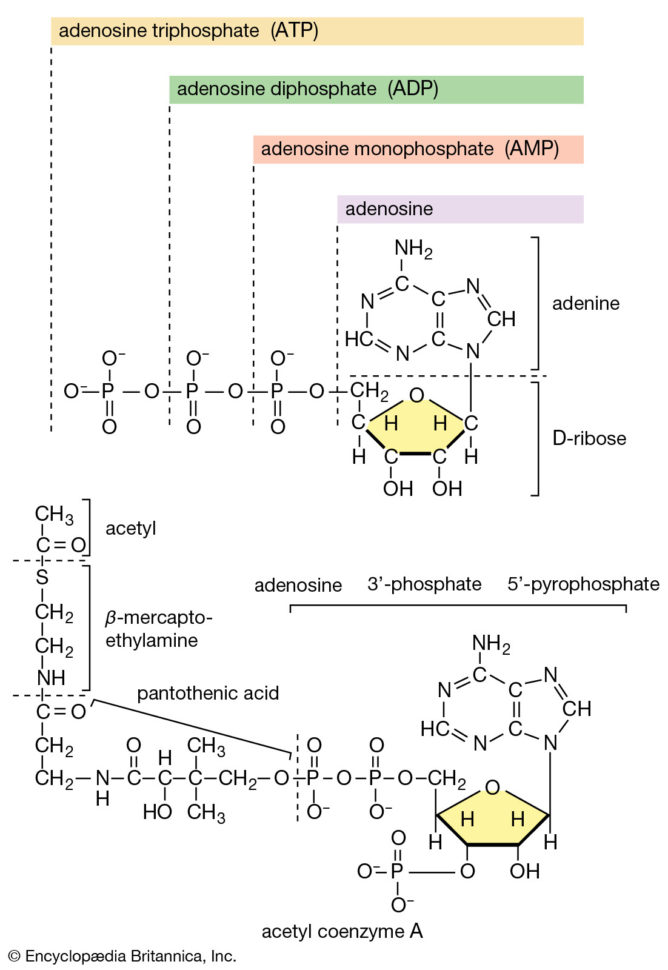 Metabolism  Definition   Biology  Britannica