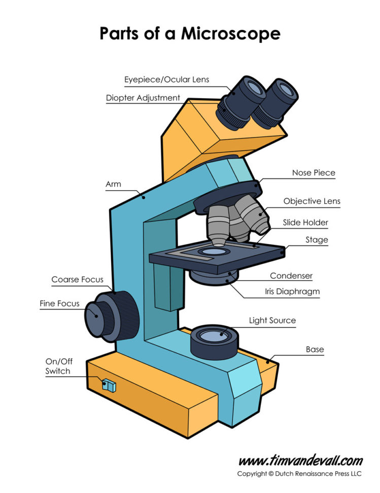 Microscope Diagram Labeled Unlabeled And Blank  Parts Of A