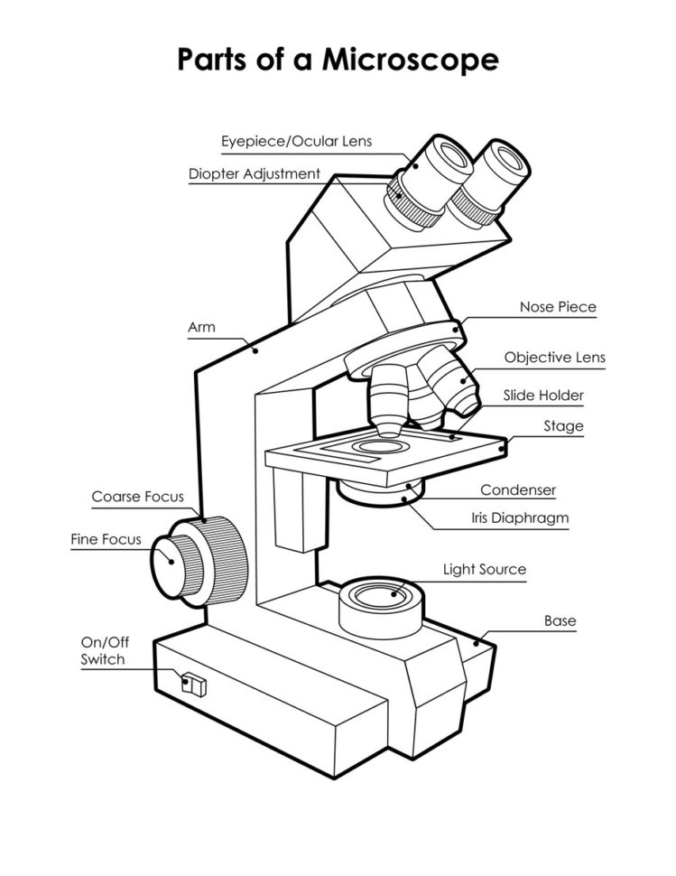 Microscope Diagram Labeled Unlabeled And Blank  Parts Of A