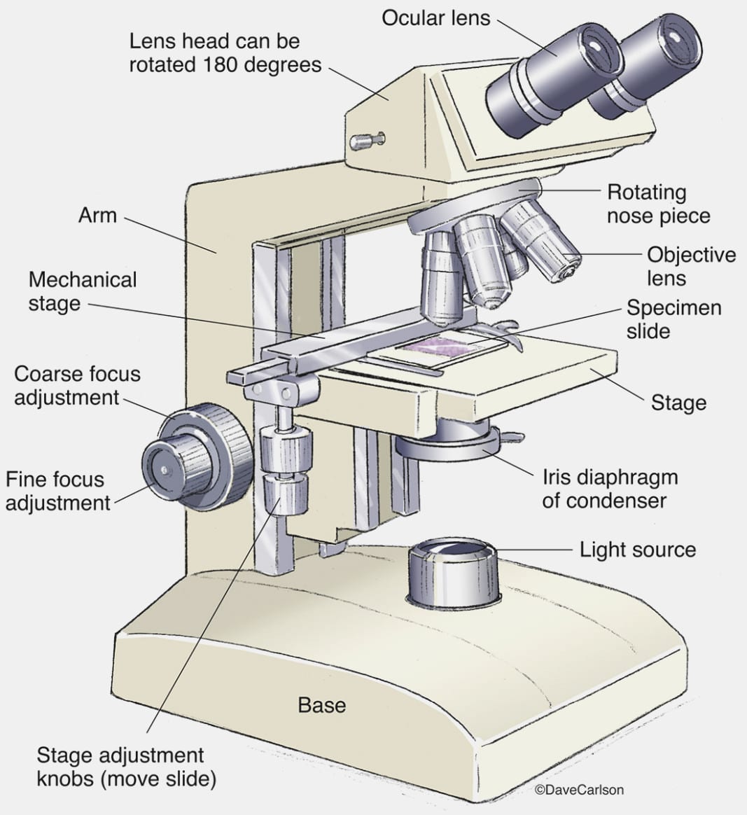 The Microscope Worksheets
