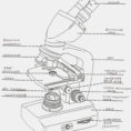 Microscope Labeling Worksheet Worksheets For All  Download