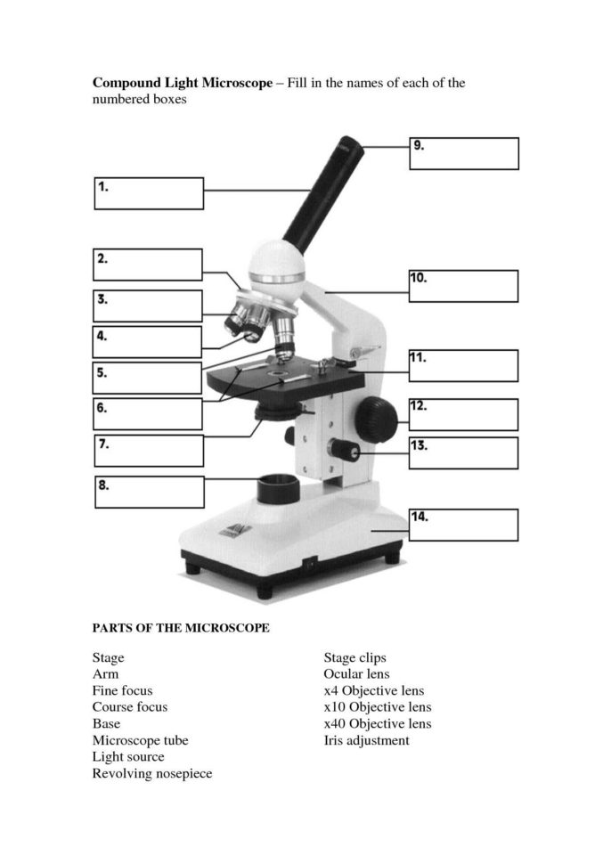 Microscope Parts And Use Worksheet