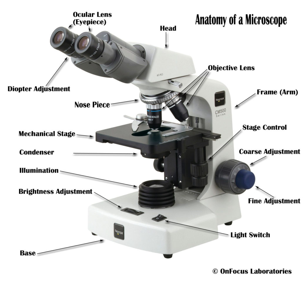 Microscope Parts And Use Worksheet Answers — db-excel.com