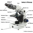 Microscope Parts And Use Worksheet Answers