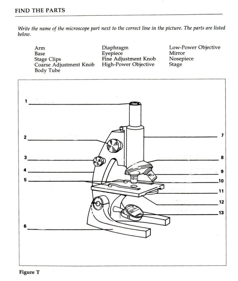 microscope-parts-and-use-worksheet-answers-db-excel
