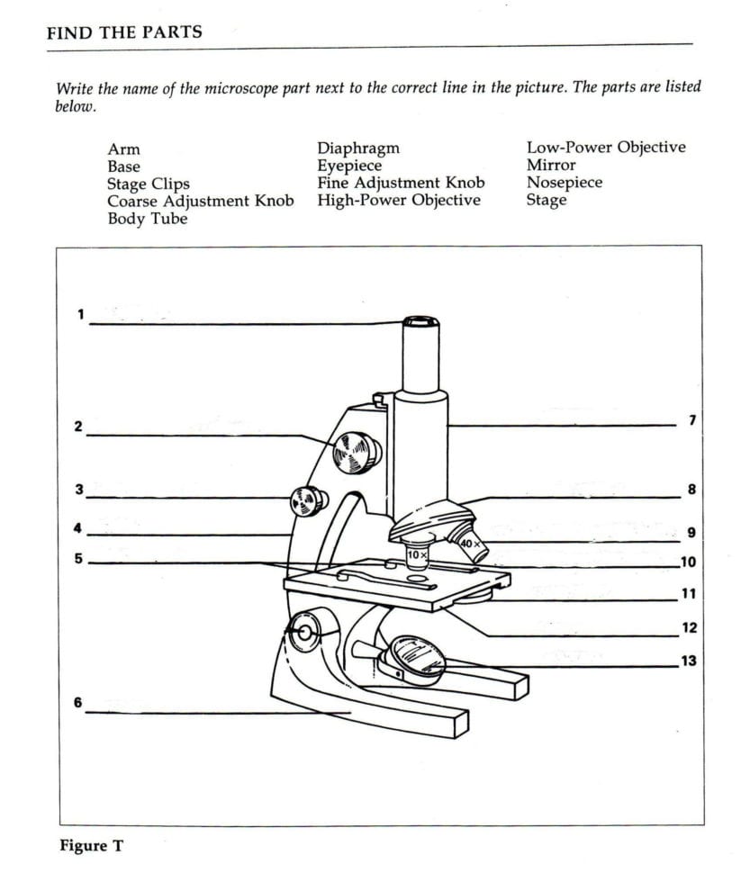 Worksheet Parts Of A Microscope