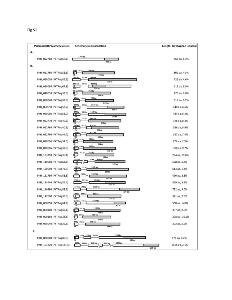 Microscope Slide Observation Worksheet