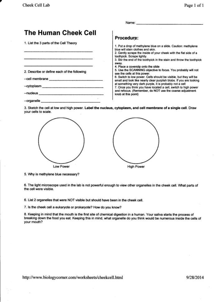 Microscopic Measurement Worksheet