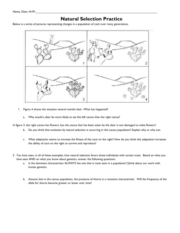 Microsoft Word  Selectionnaturaldarwin's5Pointsregular