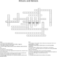 Mitosis And Meiosis Crossword  Word