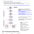 Mitosis And Meiosis Webquest
