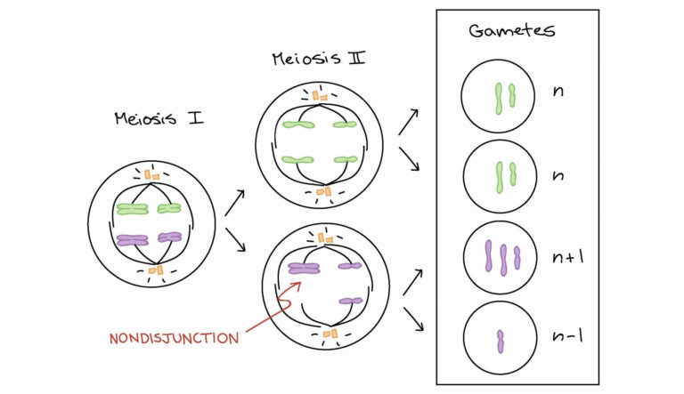 Mitosis And Meiosis Worksheet Answer Key — db-excel.com