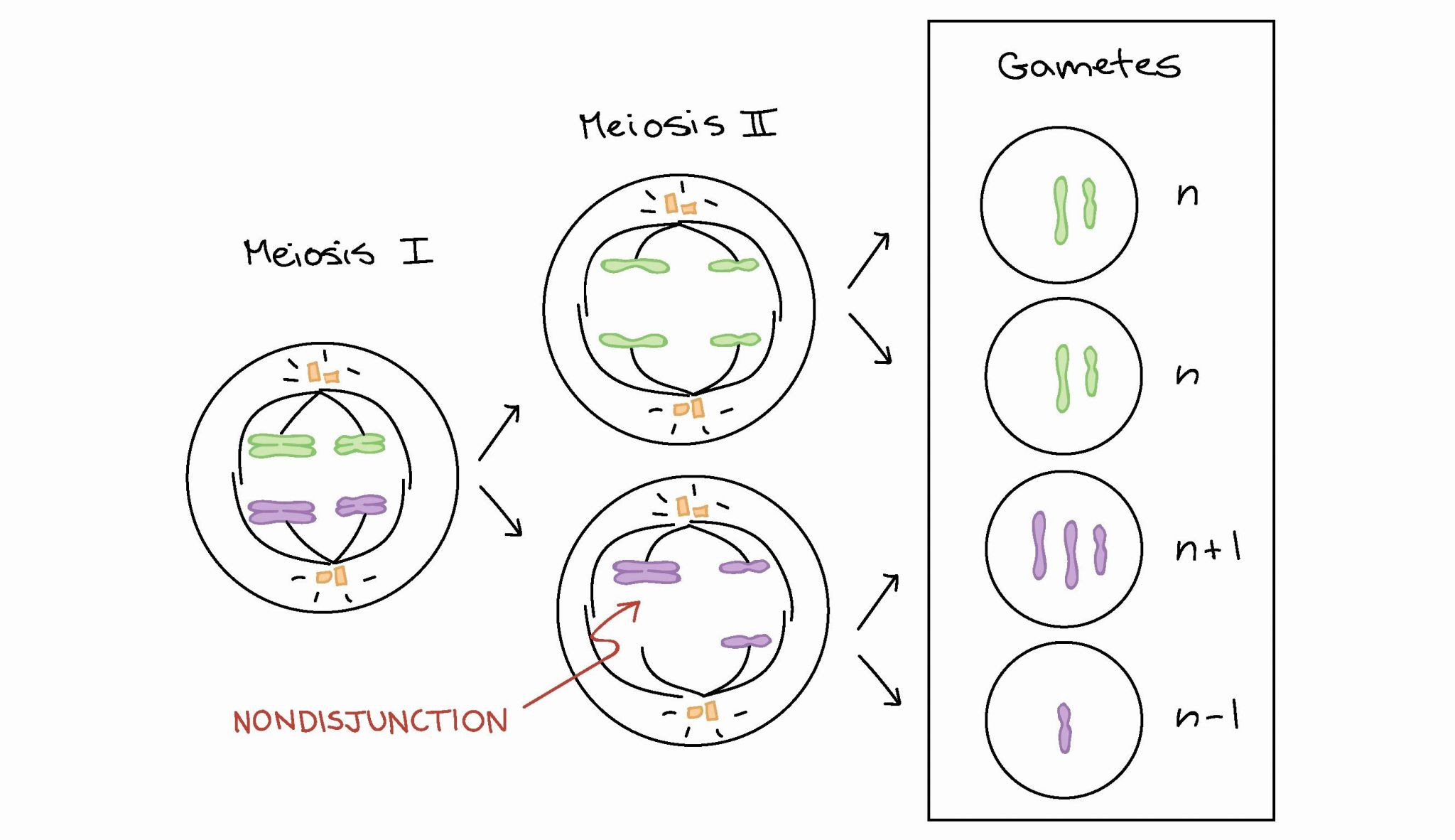 phases-of-meiosis-worksheet-answer-key-meiosis-vocabulary-worksheets-telophase-m-metaphase