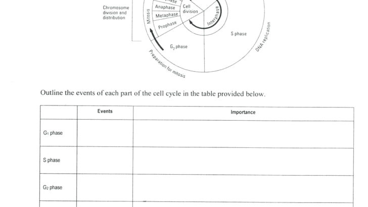 Cell Cycle Labeling Worksheet Answers