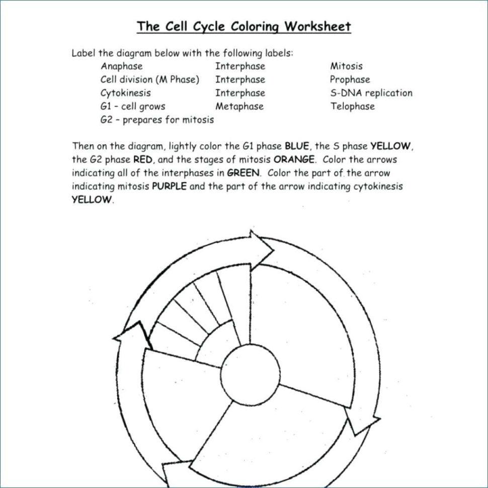 Mitosis Coloring Answers – Redbirdcolorco