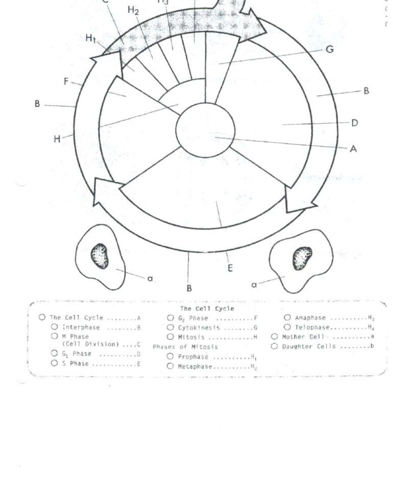 Mitosis Coloring Answers – Redbirdcolorco