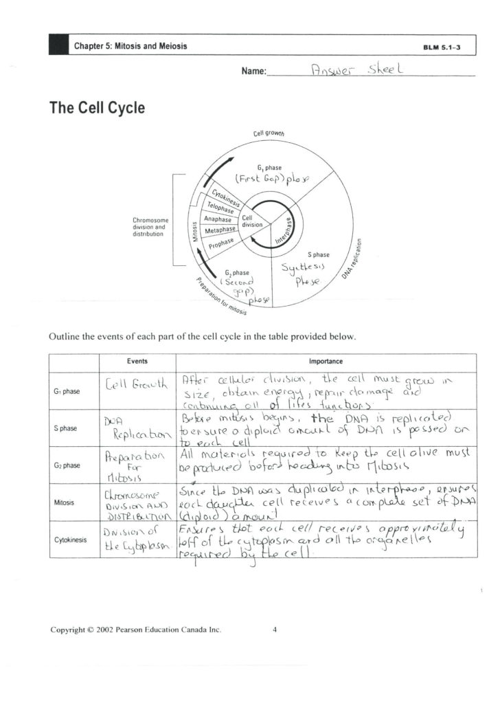 Cell Cycle Practice Worksheet