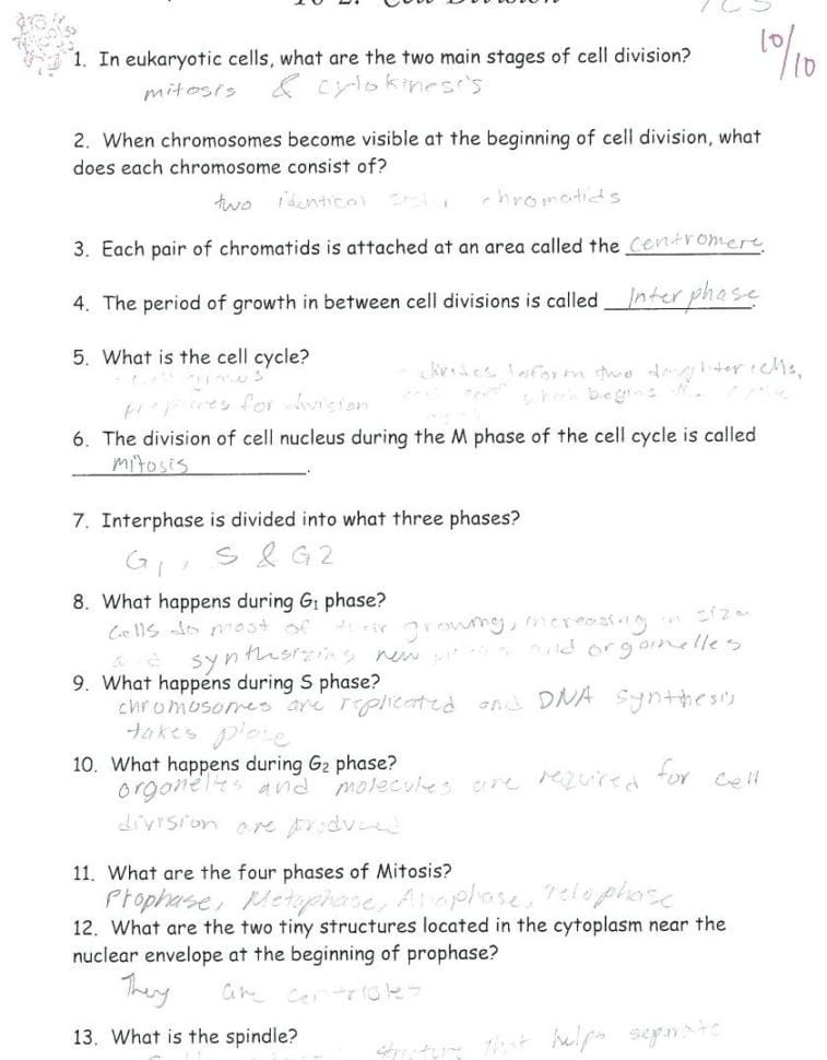 Mitosis Coloring – Oneupcolorco