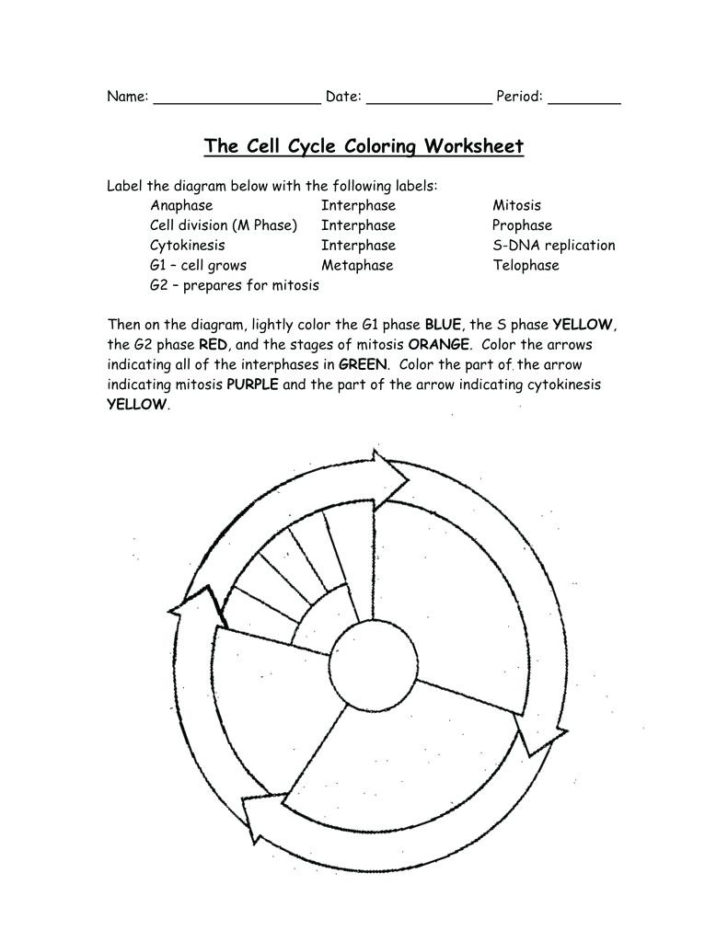 Cell Cycle And Mitosis Worksheet Answer Key