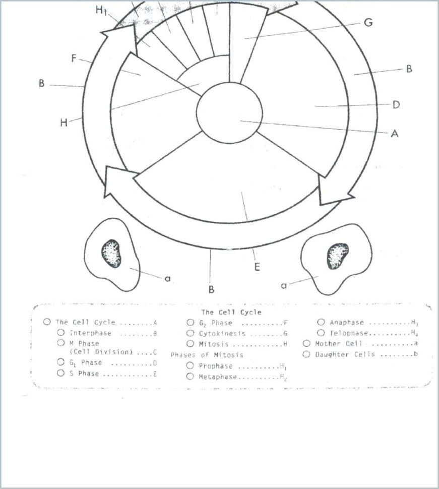 Mitosis Coloring Sheets – Lagunapaperco