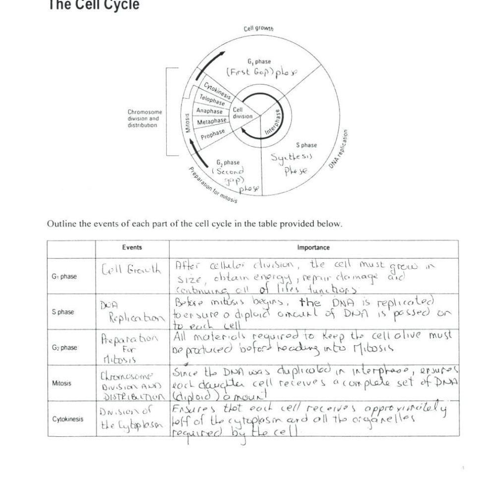 Mitosis Coloring Sheets – Lagunapaperco
