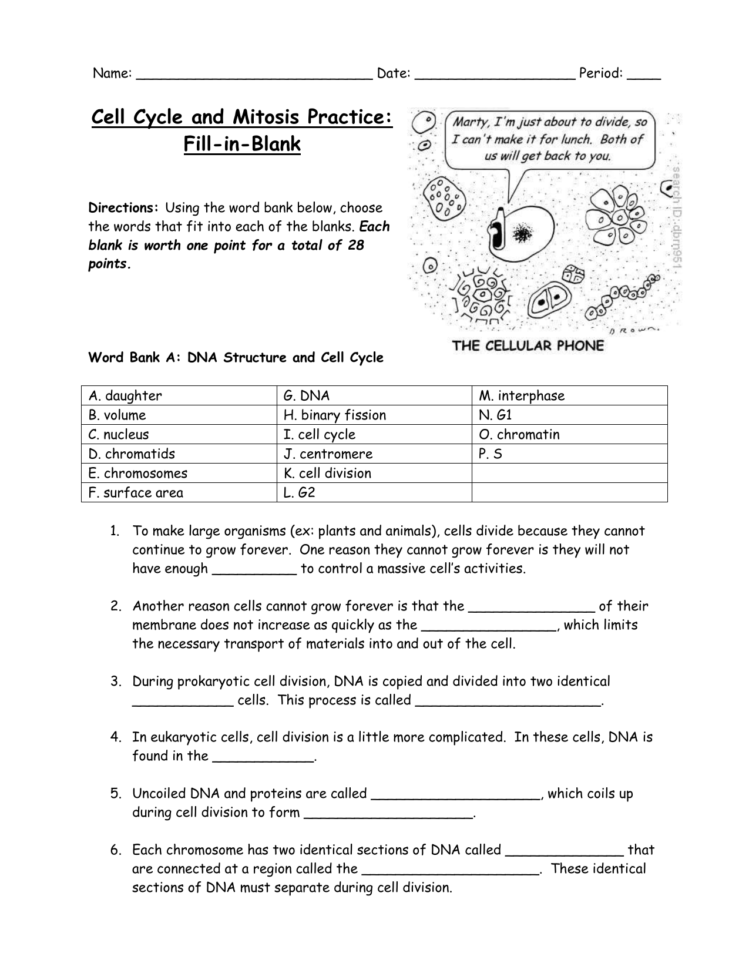 Mitosis Fillintheblank Worksheet