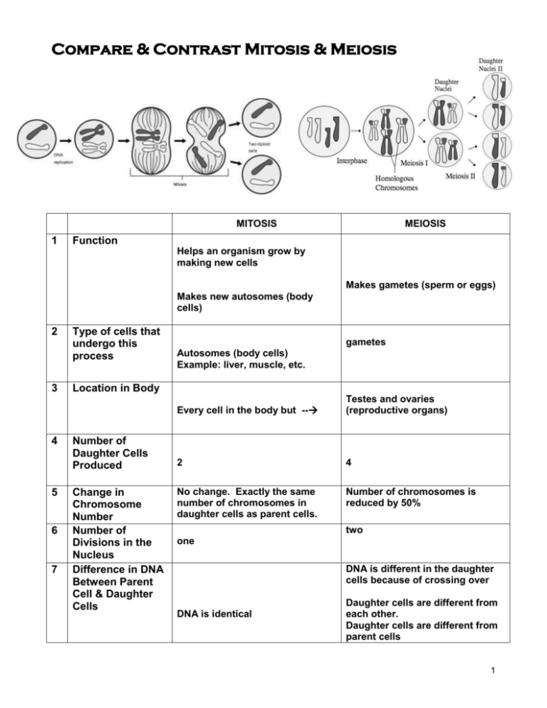 Mitosis Vs Meiosis Chart Worksheet Answer Key