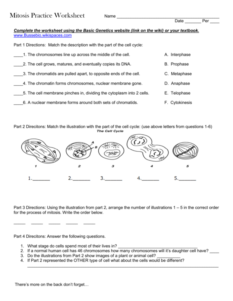 Mitosis Practice Worksheet — db-excel.com