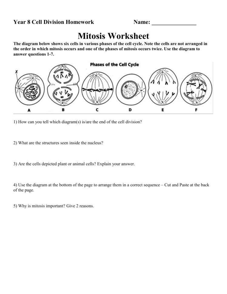 Mitosis Worksheet