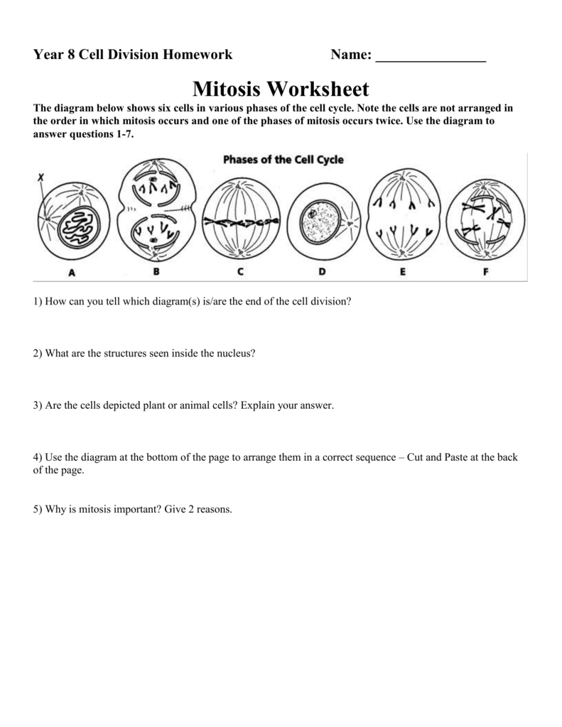Mitosis Worksheet Diagram Identification Answer Key