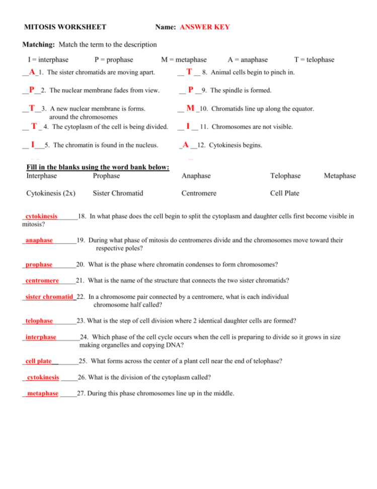 Mitosis Worksheet