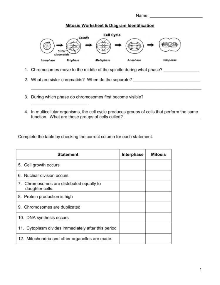Mitosis Worksheet